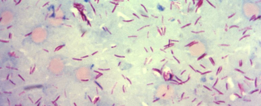 ハンセン病を引き起こす “らい菌” が、肝臓を再生させる能力を持っている可能性