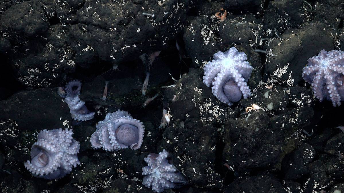 コスタリカ沖の深海で大規模なタコの“保育所”が発見される